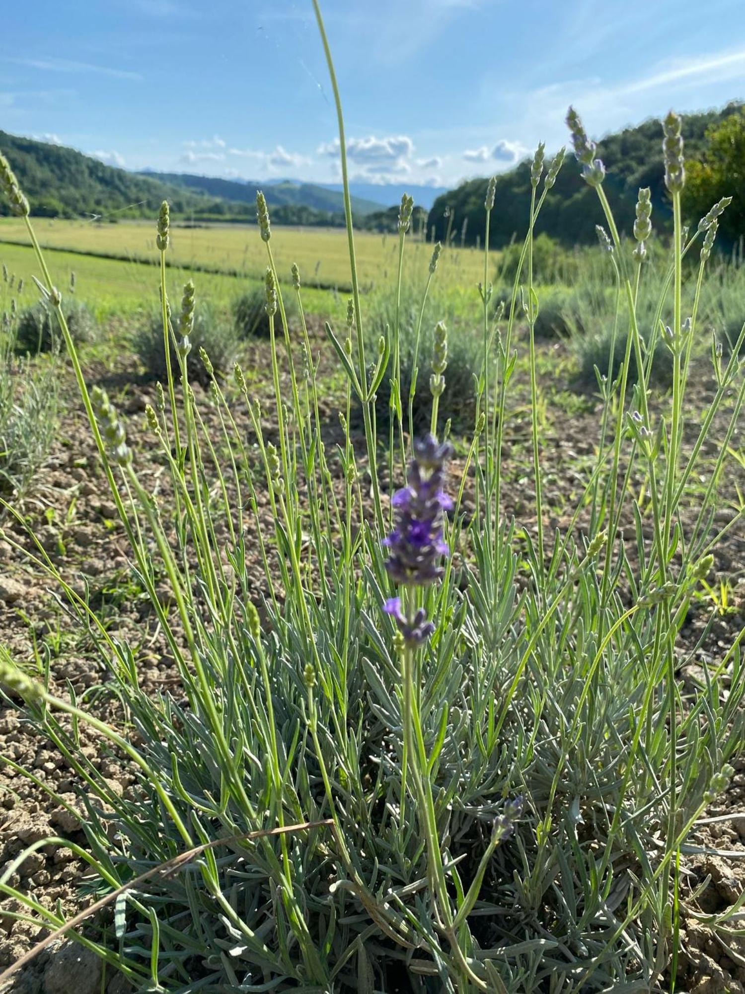 Casa Vacanze Podere San Giusto Volterra Esterno foto
