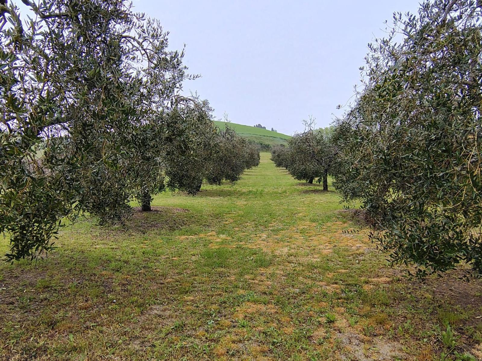 Casa Vacanze Podere San Giusto Volterra Esterno foto
