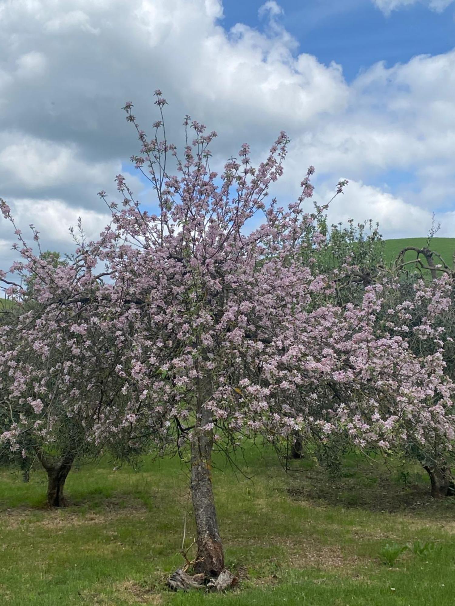 Casa Vacanze Podere San Giusto Volterra Esterno foto
